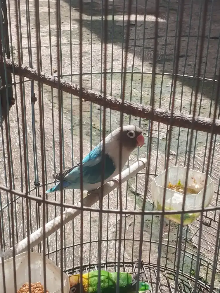 Burung love bird biru putih