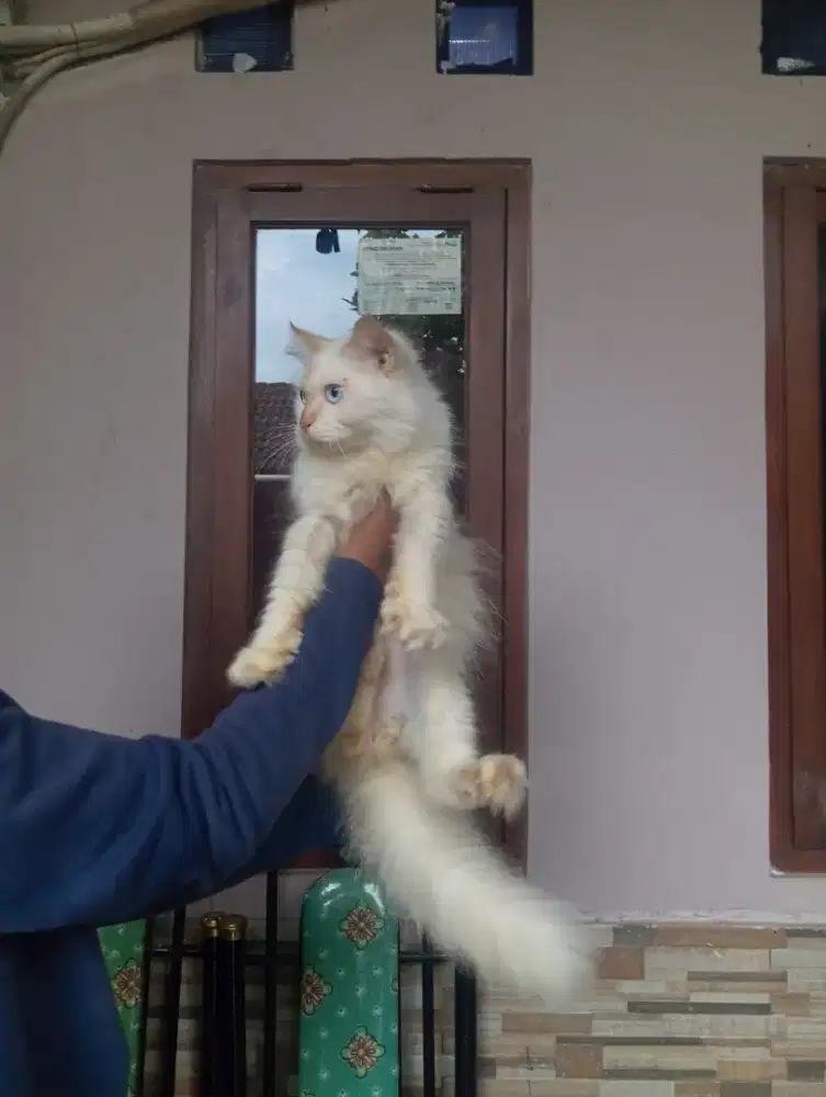 Kucing himalaya redpoint jantan