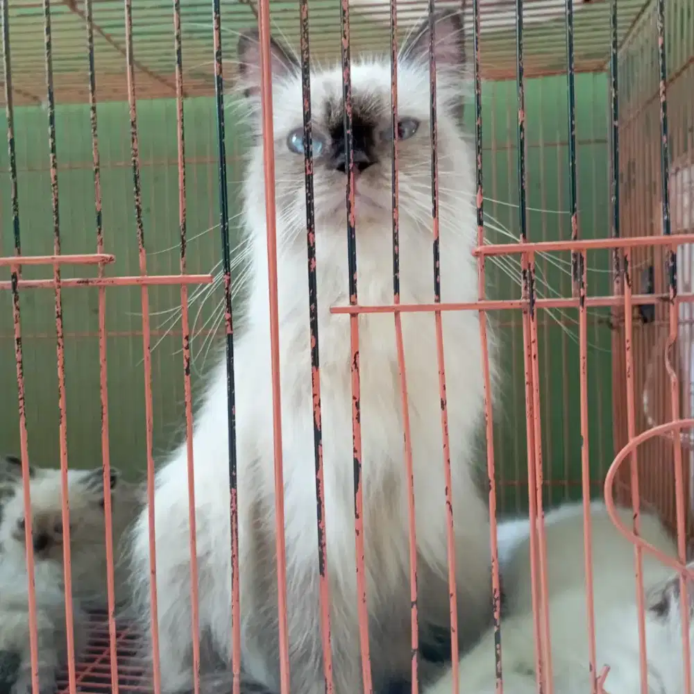 Kucing Himalaya Cemong - Kawasan MM2100 Cikarang