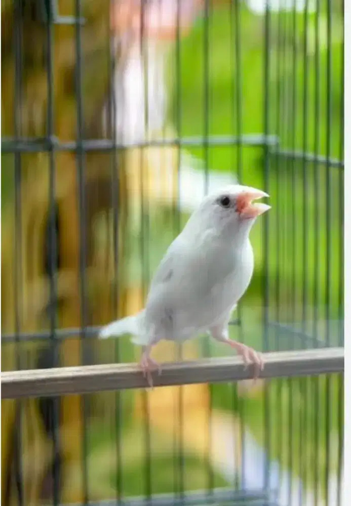 Emprit Jepang Putih Paud Unsex