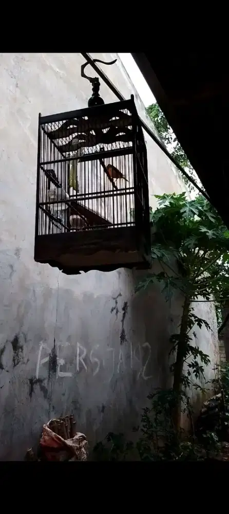 Kenari loper bon kuning