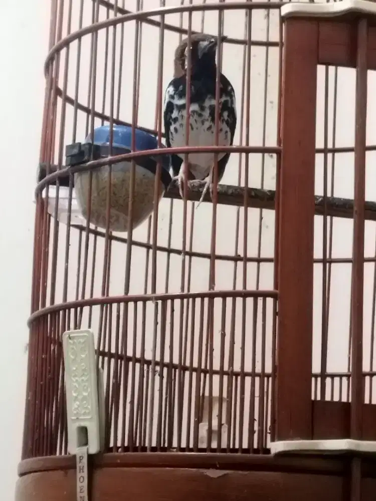 Burung Anis kembang wikplong rajin