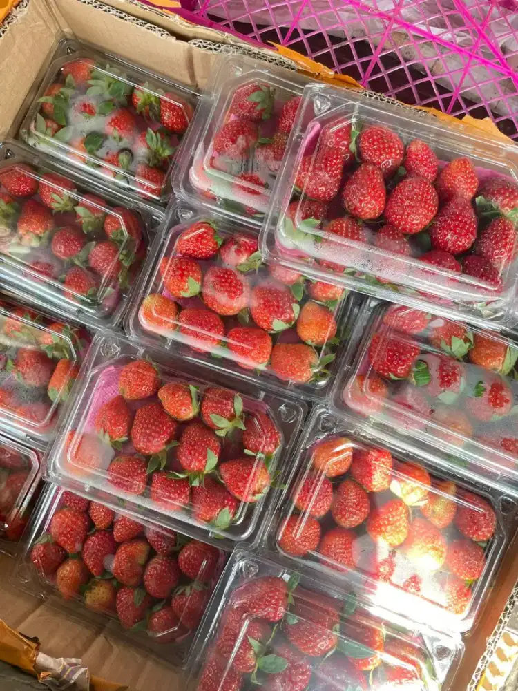 Strawberry Fresh 250Gr Grosir