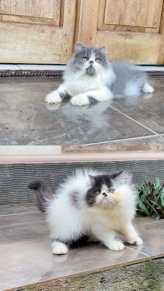 2 ekor kitten persia peaknose kucing british shorthair scottish