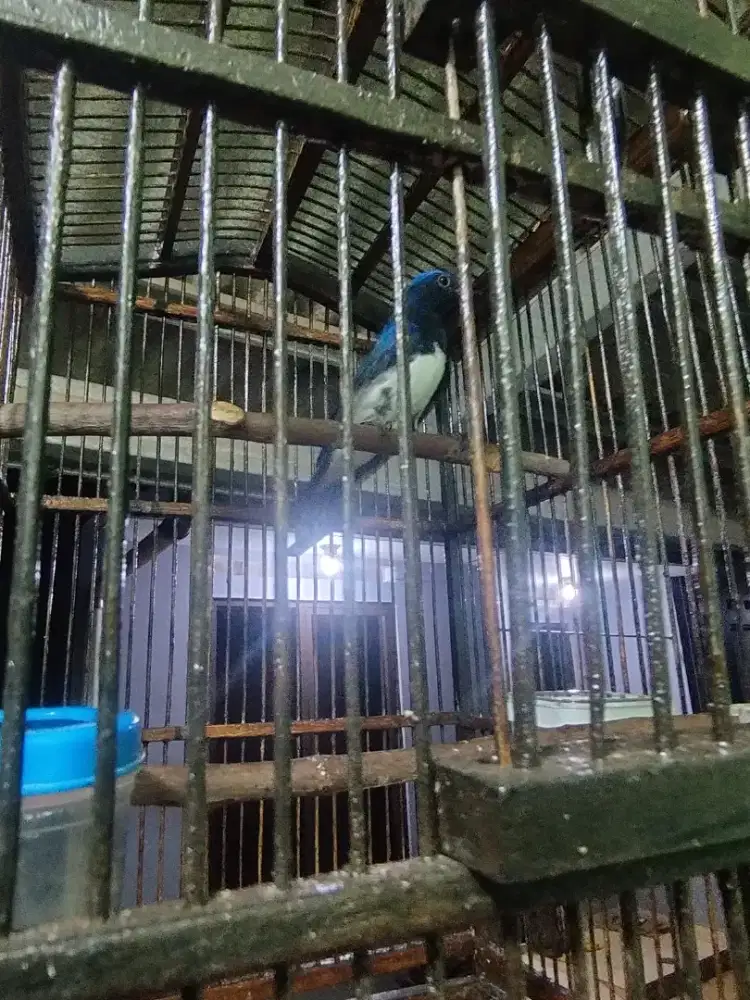 Burung Tledekan laut wiksar ngeplong rajin
