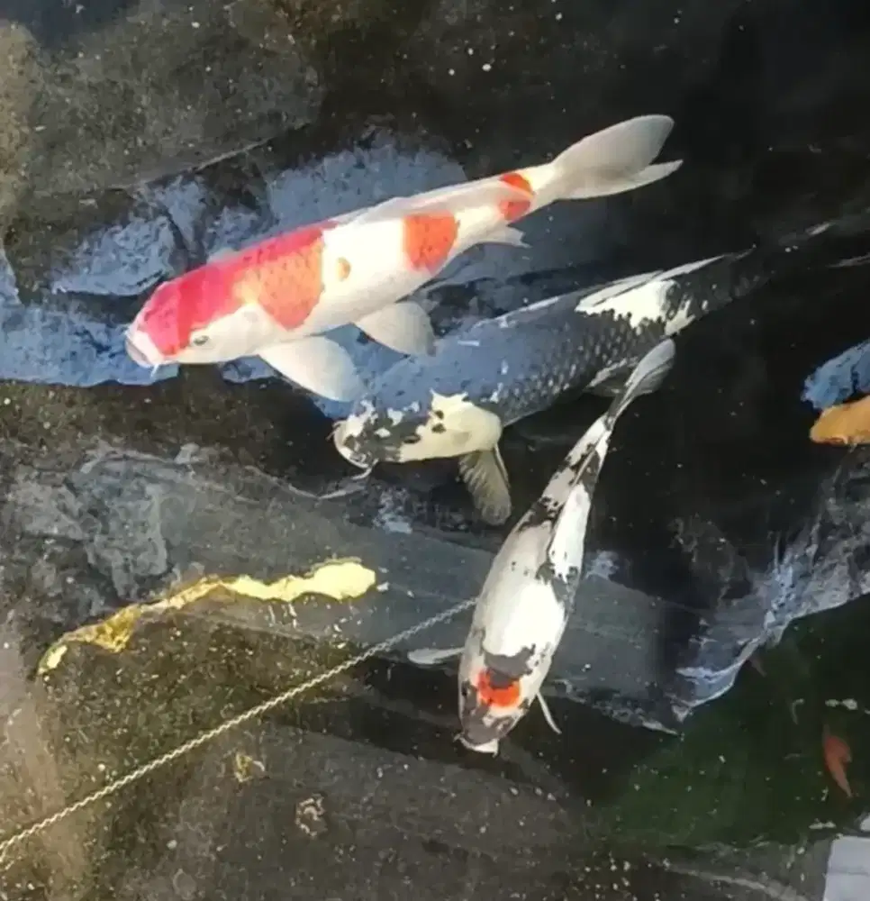 Borongan Koi 3 ekor + kaviat 4 ekor