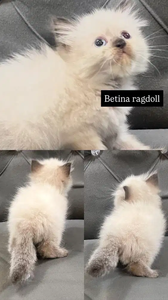 Kitten betina himalaya ragdoll