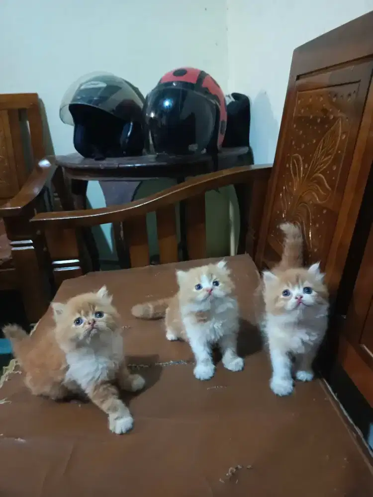 Kucing kitten Persia anggora