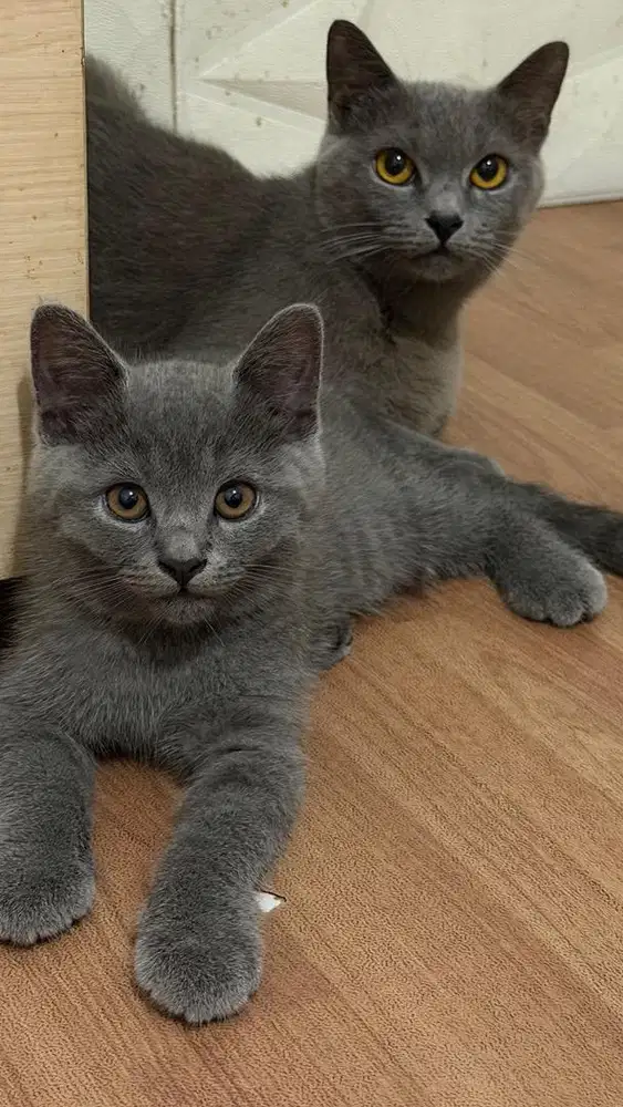 British Short Hair Jantan