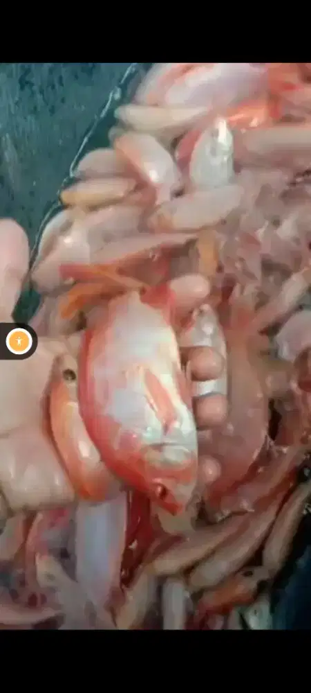 Bibit ikan lele dan nila