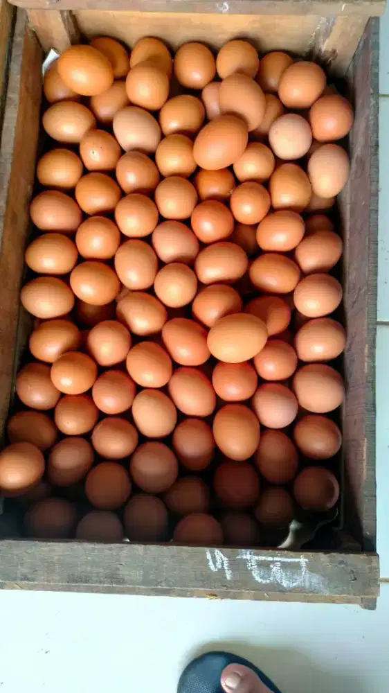 Jual Telur Ayam