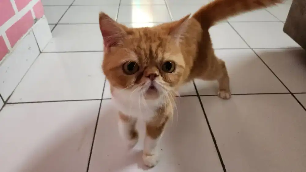 Jual cepat kucing peaknose exotic short hair betina