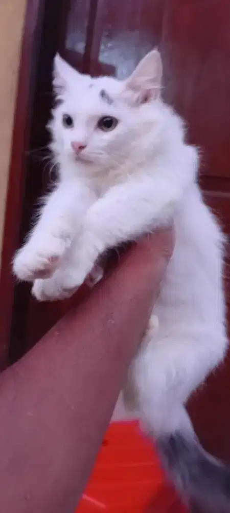 Kucing persia jantan 6bulan