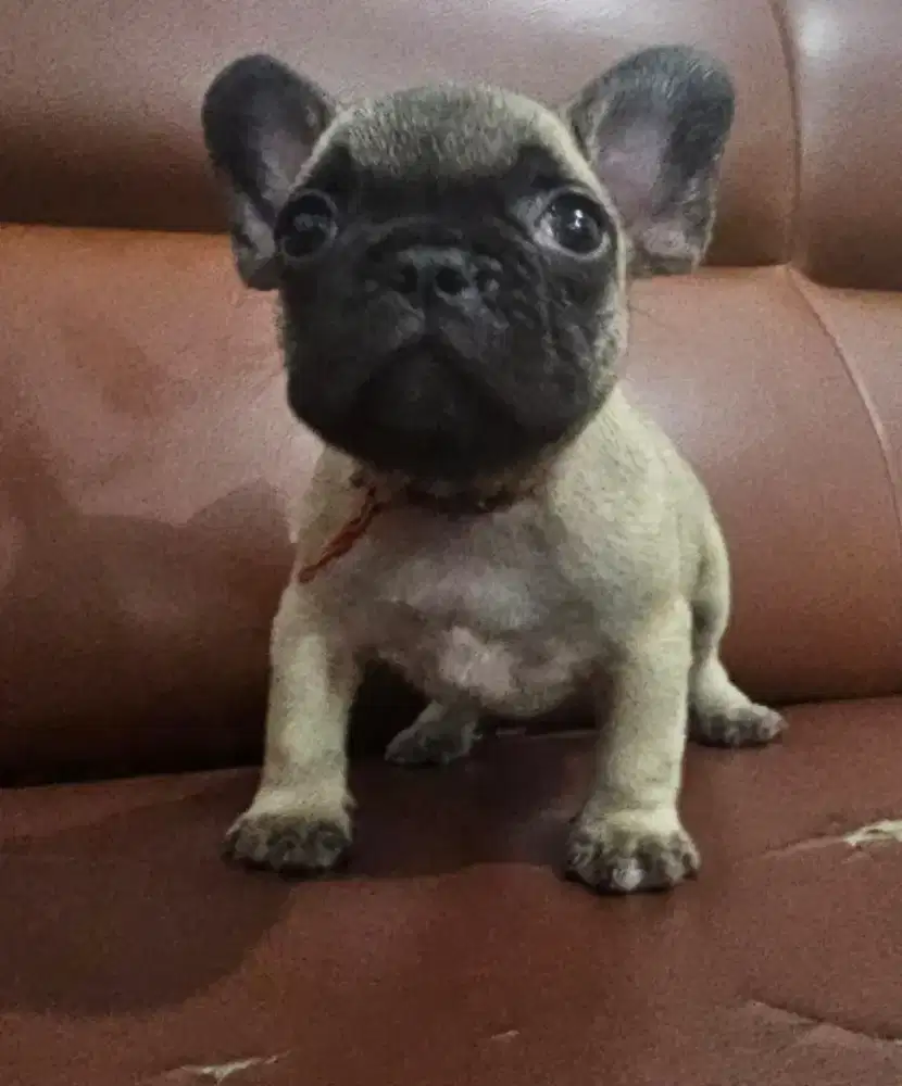 French bulldog betina red