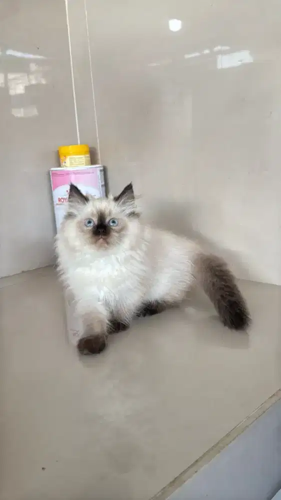 Kucing kitten persia himalaya abu solid