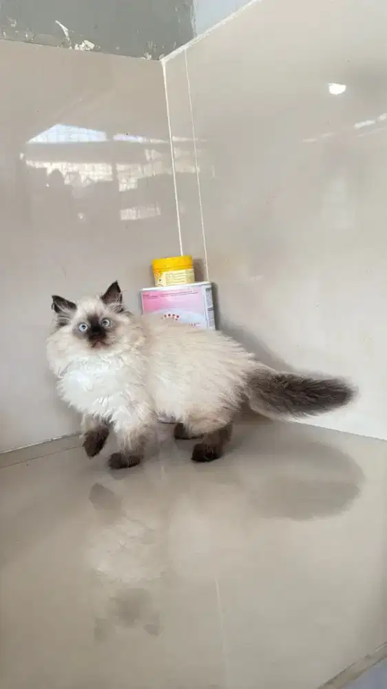 Kucing kitten persia himalaya ragdol