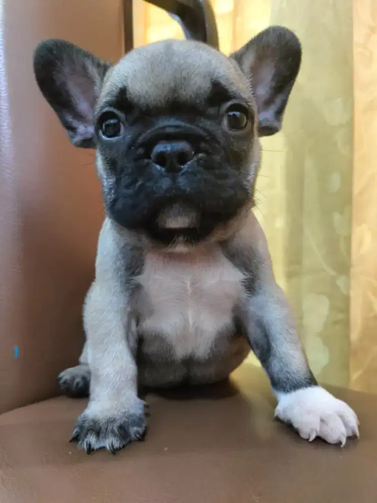 French bulldog jantan