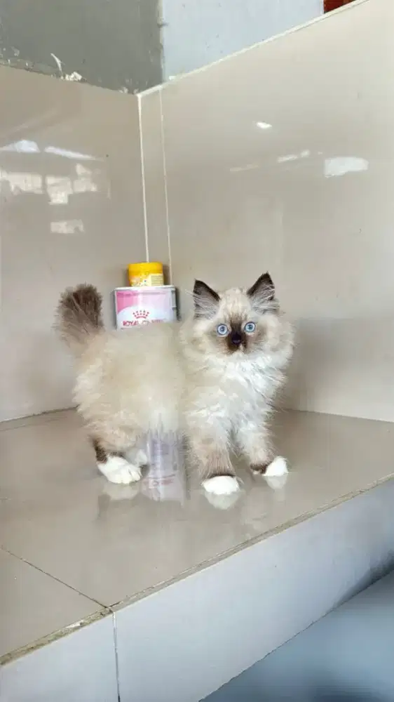 Kucing kitten persia himalaya abu solid super lucu