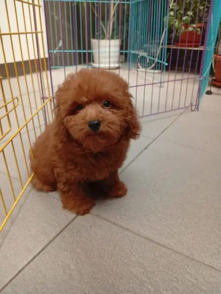 Poodle jantan teddy bear