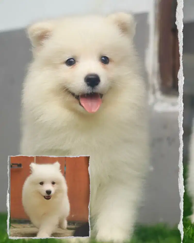 Samoyed puppy cakep