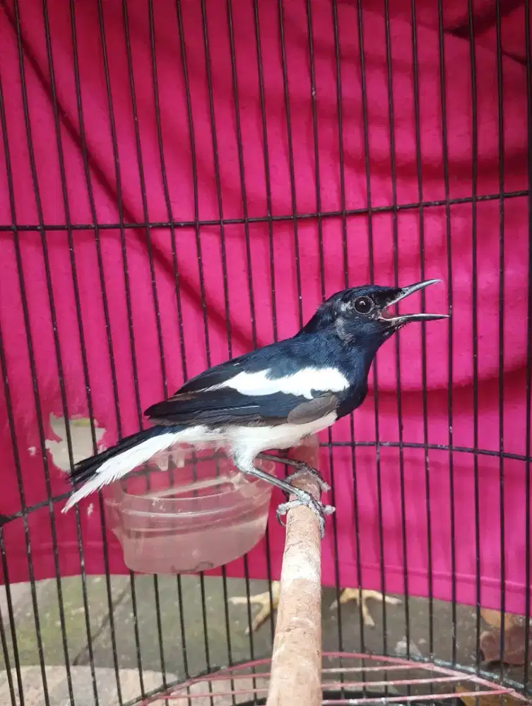 Kacer pastol katurangan