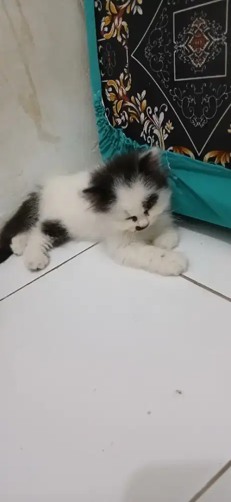 KUCING KITTEN PERSIA MURAH