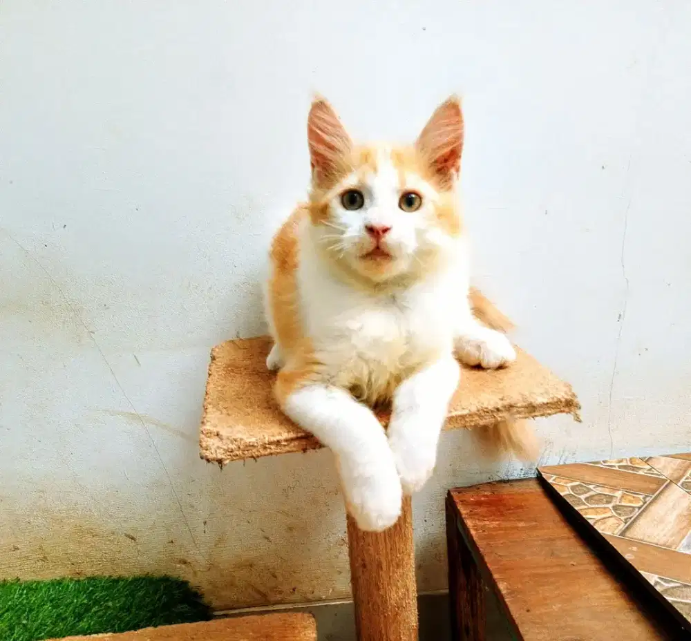 Kitten Mainecoon Betina Pure No mix. Induk pec Cfa Mainecoon