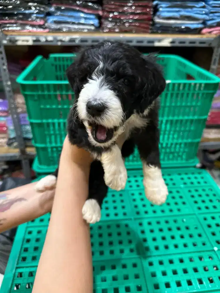 FS ! Anakan Giantpoodle tuxedo Silver !
