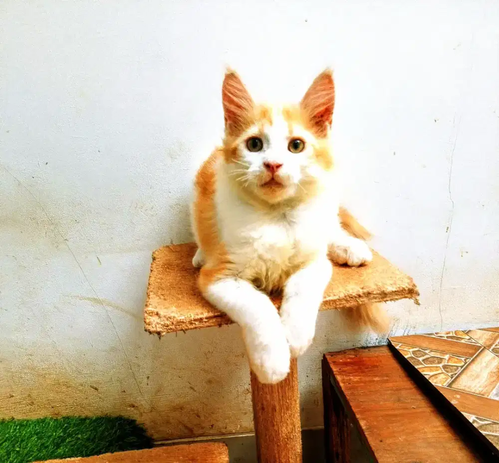 Kitten mainecoon betina pure No mix. Induk ped Cfa