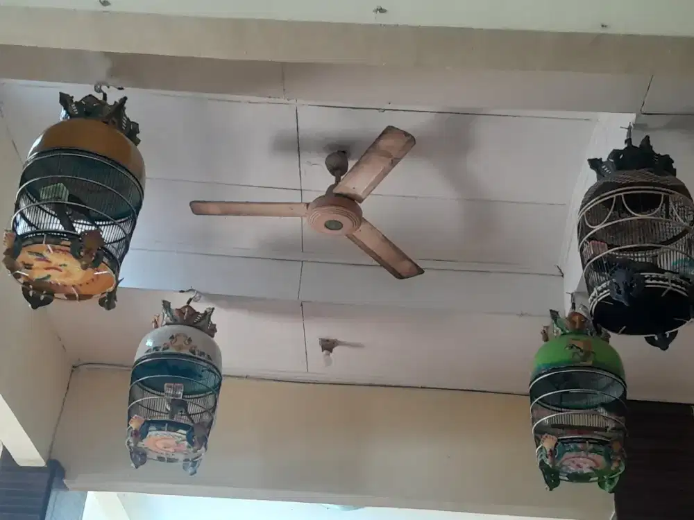 Perkutu bangkok rajin mp4 lansung bunyi