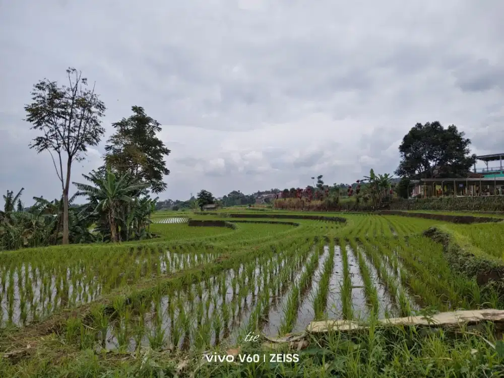 Dijual Sawah Aktif Ada MAta Air Dekat Gunung Puntang Cimaung Bandung
