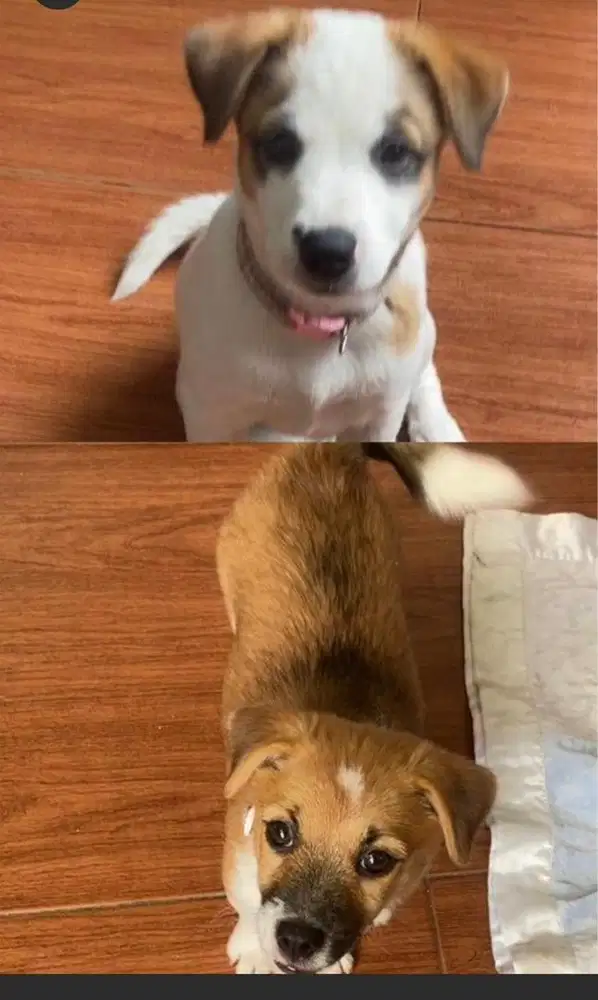 Anak anjing Jack Russell mix Collie