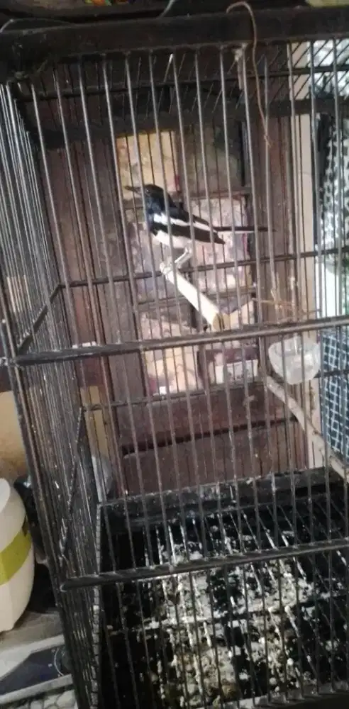 Yo bosku kacer nya , udh pur total