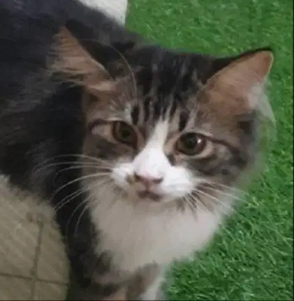 Kucing kitten jantan persia 4 bulan tabby.