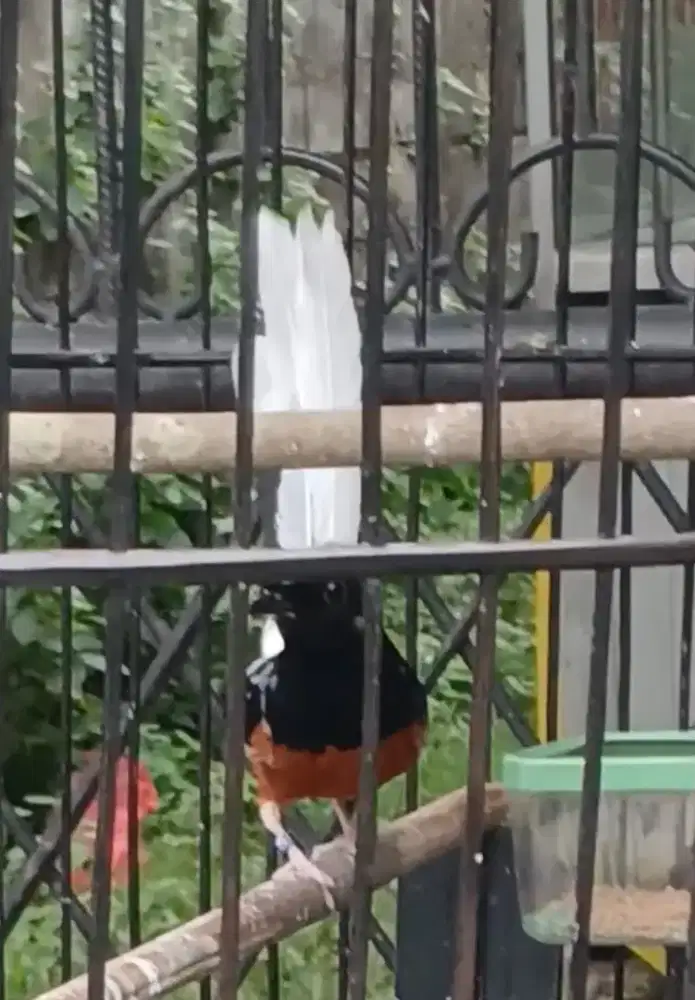 Murai jantan blorok ekor Pocong