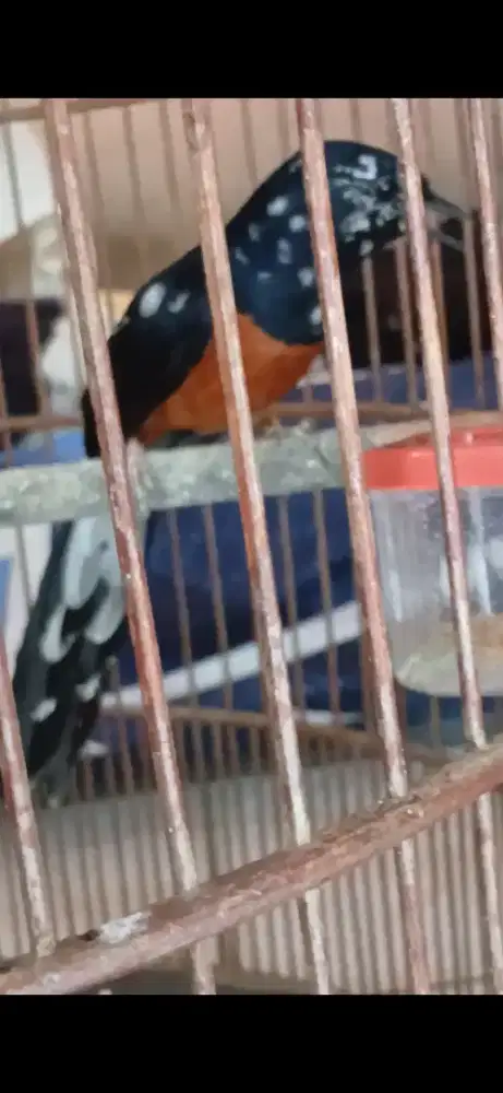 Murai jantan blorok figther