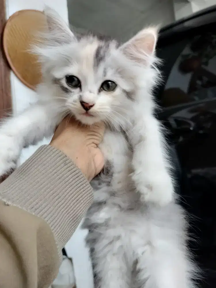 Munchkin Non standar Kaki tidak cebol betina