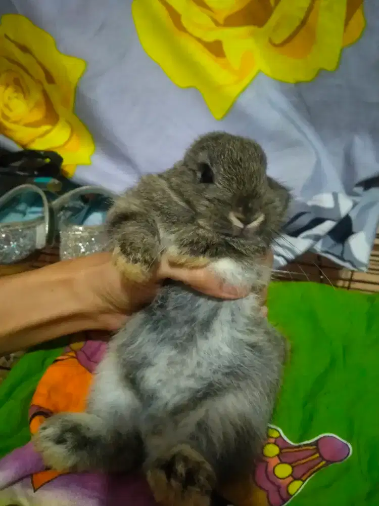 Kelinci Hias Nd nederland