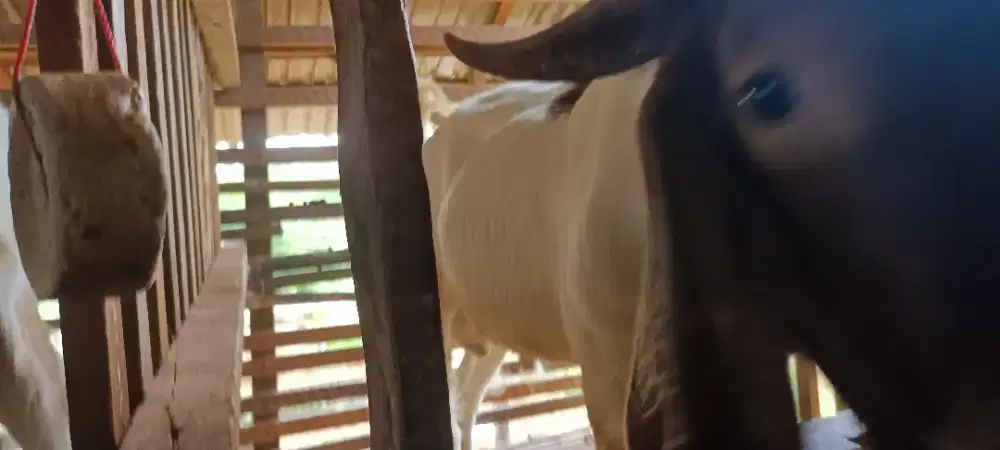 Cari tukang rawat kambing dan cari pakan nya