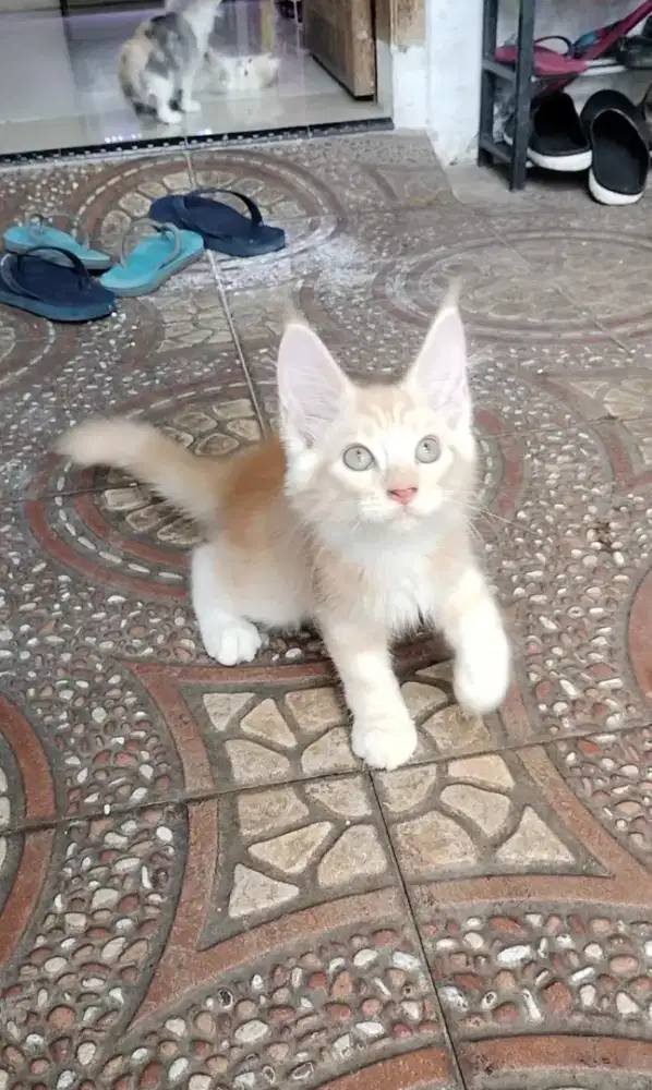 Pure Mainecoon jantan Non Ped