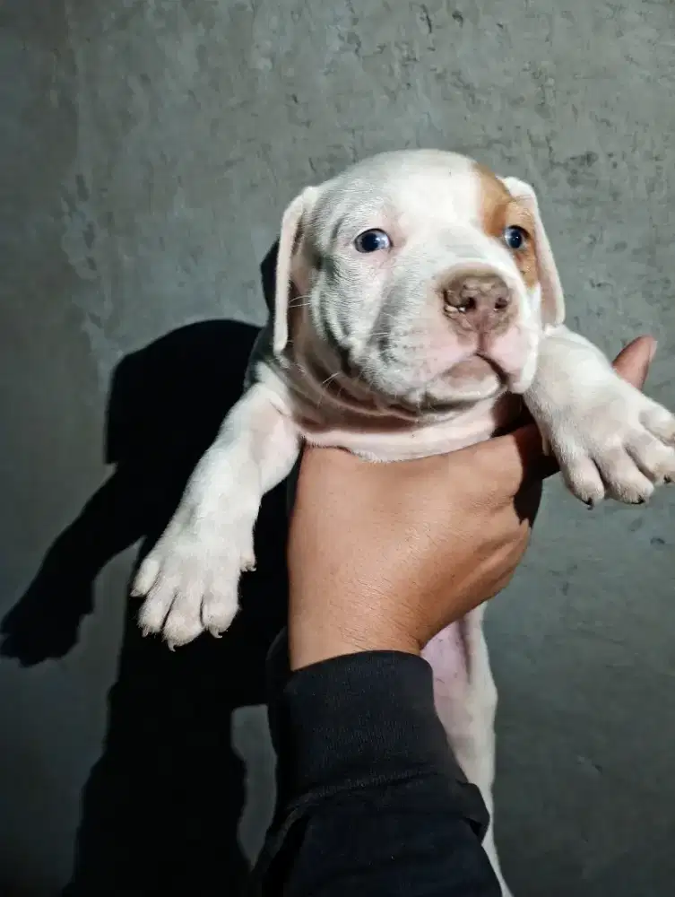 puppies pitbull non stb