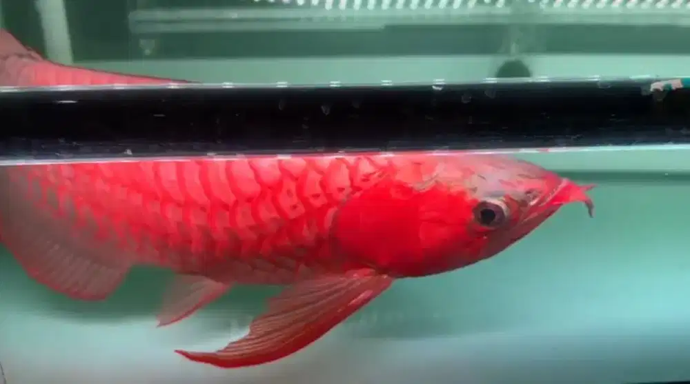 Arwana super red spauk fullblok