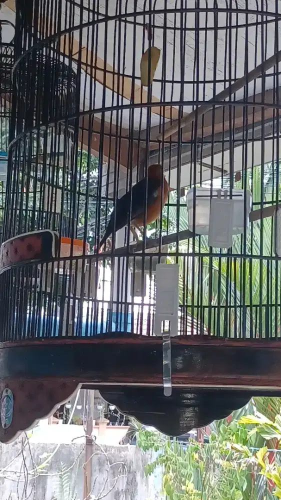 Burung Anis Bata