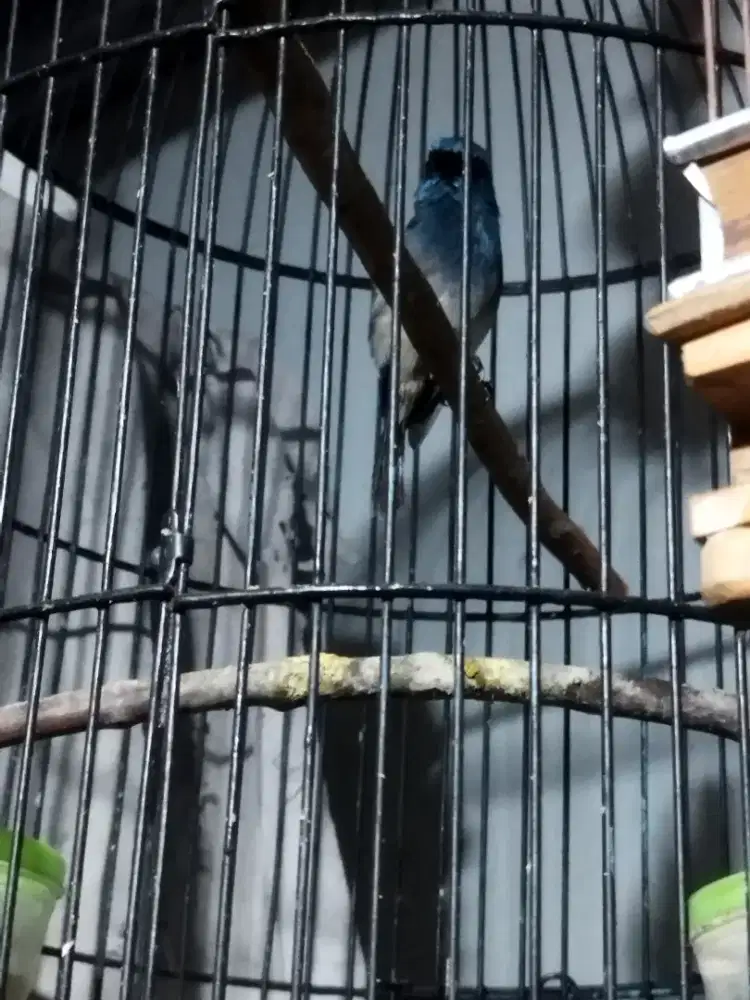Burung Tledekan biru gacor rajin nyuling