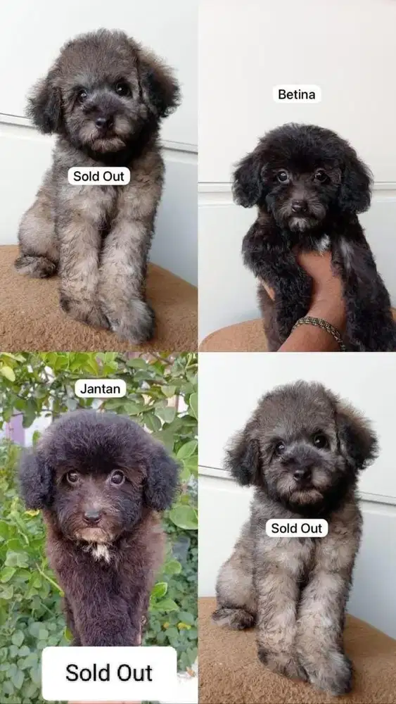 Puppy poodle | Anak anjing poodle | puppy