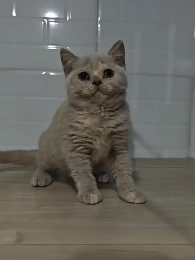 BSH Lilac Tortie boneka hidup