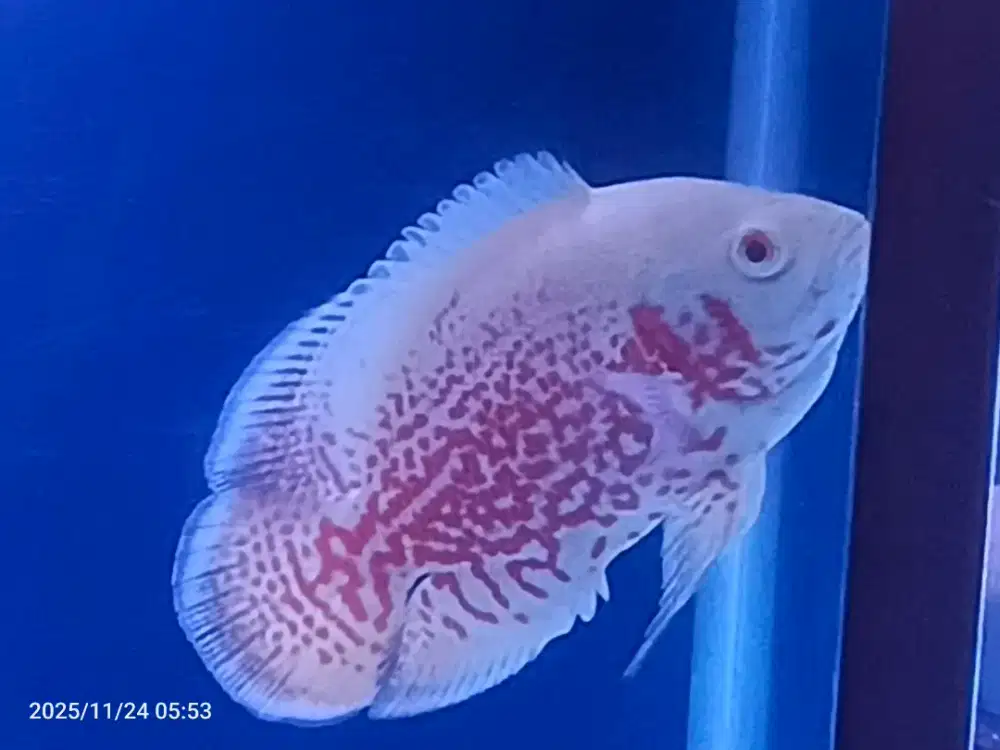 Oscar spider import size 3&4 jari