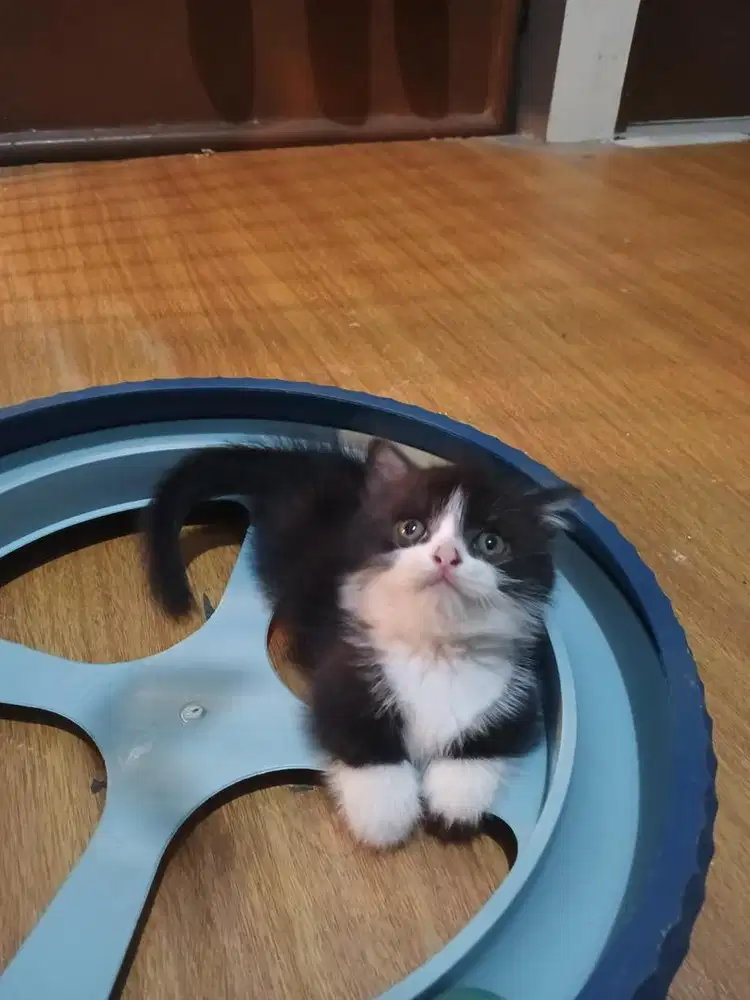 Munchkin BSH dan BSH tabby silver