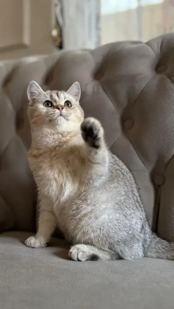 british shorthair betina kitten silver