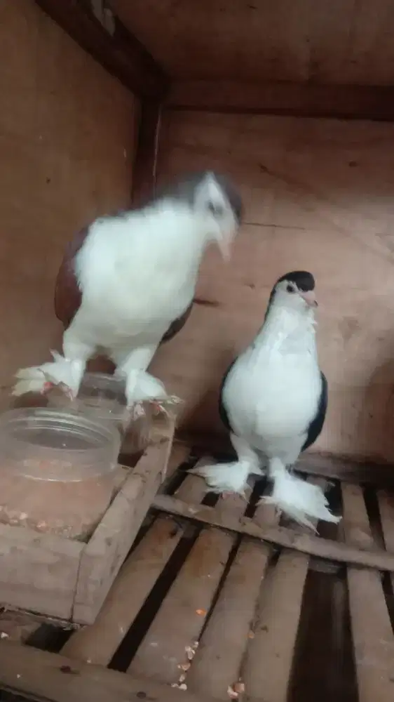 jual merpati lahore sepasang